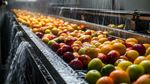 Fruit Washing Machines Guide: Designs, Washing Methods, Applications, Components and Features